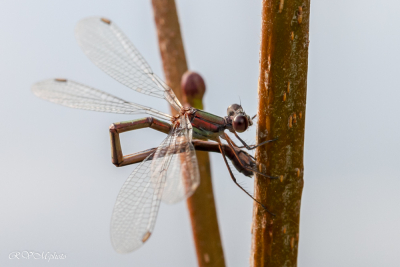Demoiselle