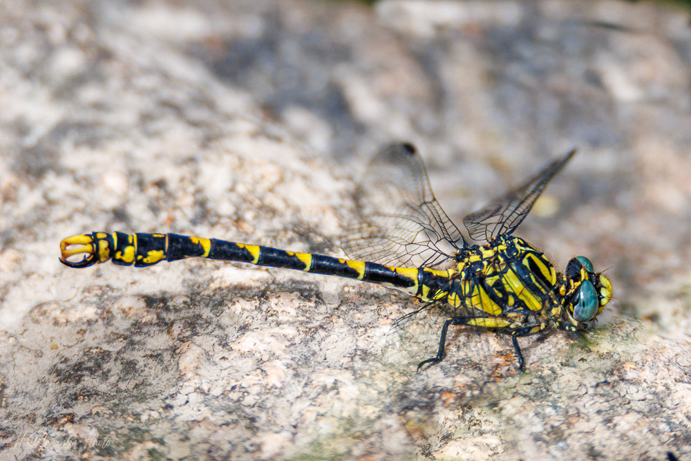 Libellule, Cordulégastre annelé