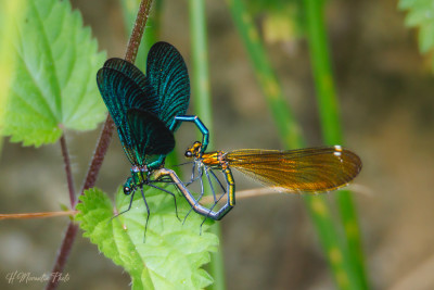 Insectes