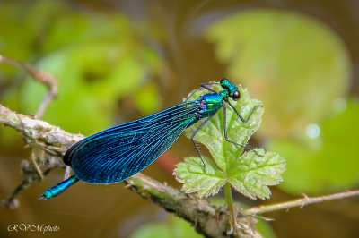 Demoiselle bleue
