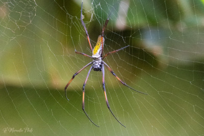 Insectes