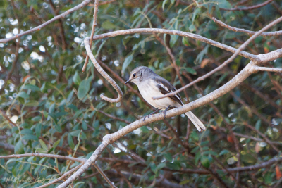 Shama (femelle) de Madagascar