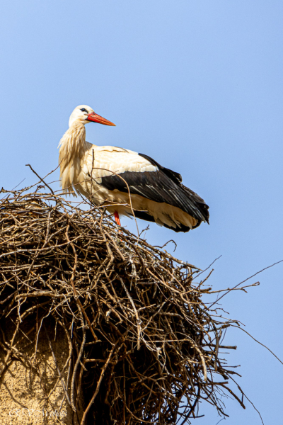Cigogne, Ifrane, Maroc