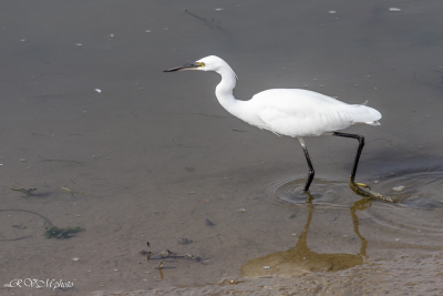 Aigrette garzette