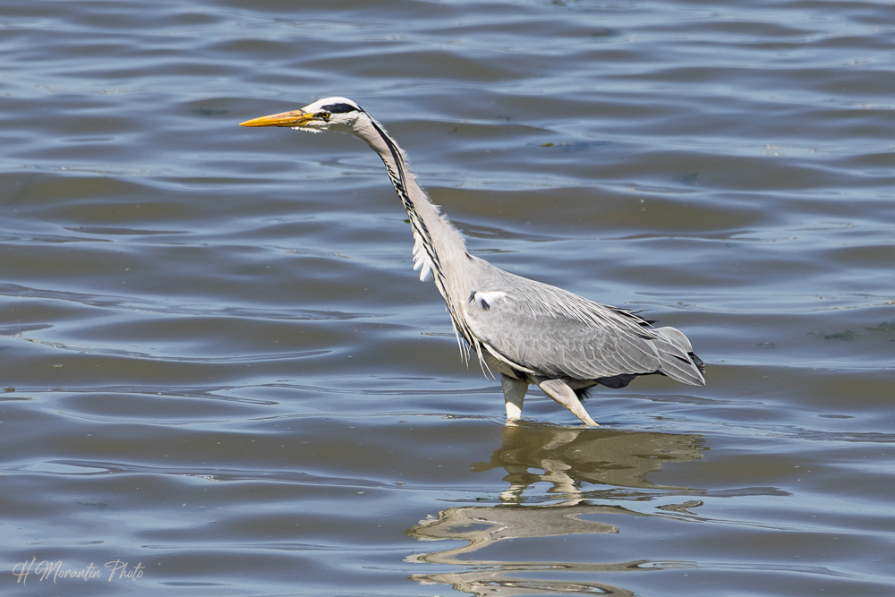 Héron cendré en recherche de poisson