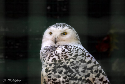Harfang des neiges