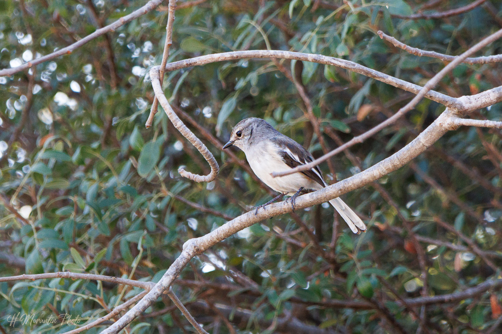 Shama (femelle) de Madagascar