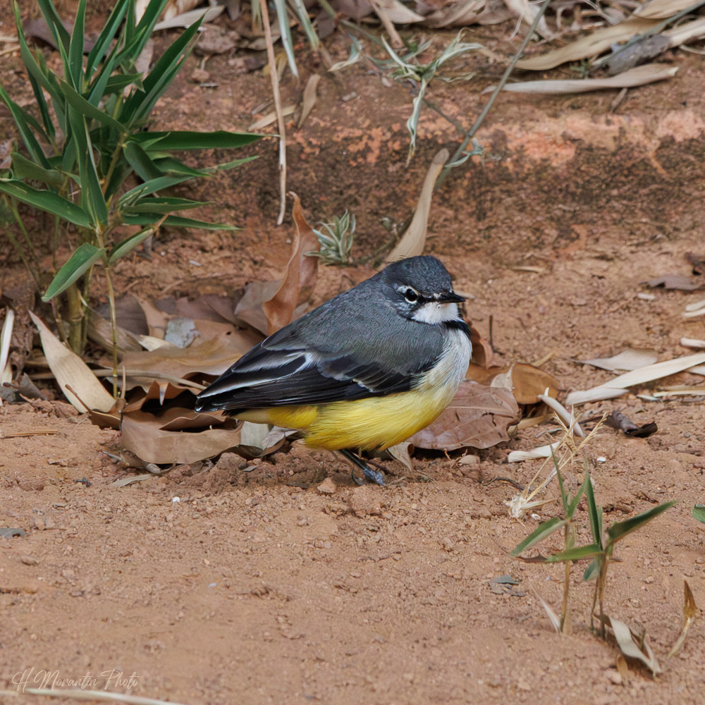 Bergeronnette de Madagascar
