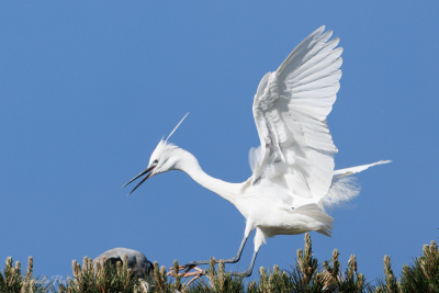 Aigrette garzette