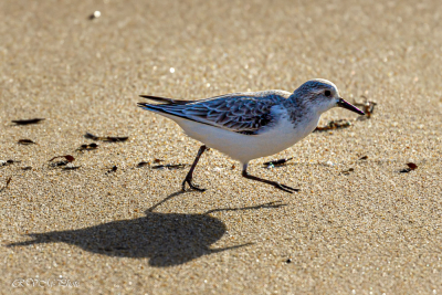 Bécasseau sanderling