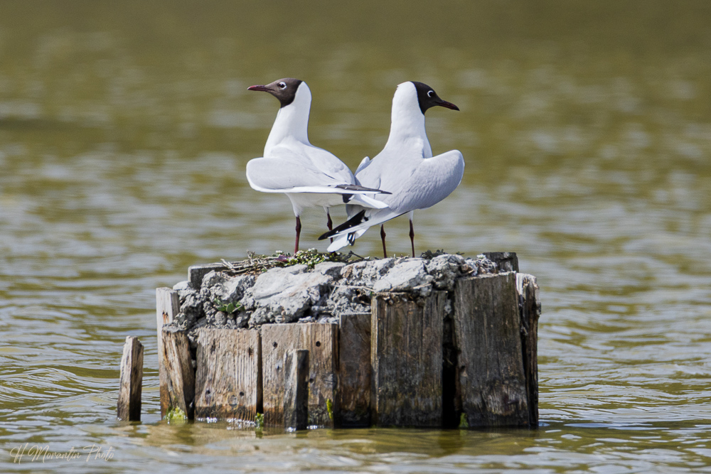 Mouettes rieuses
