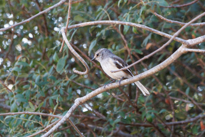 Oiseaux