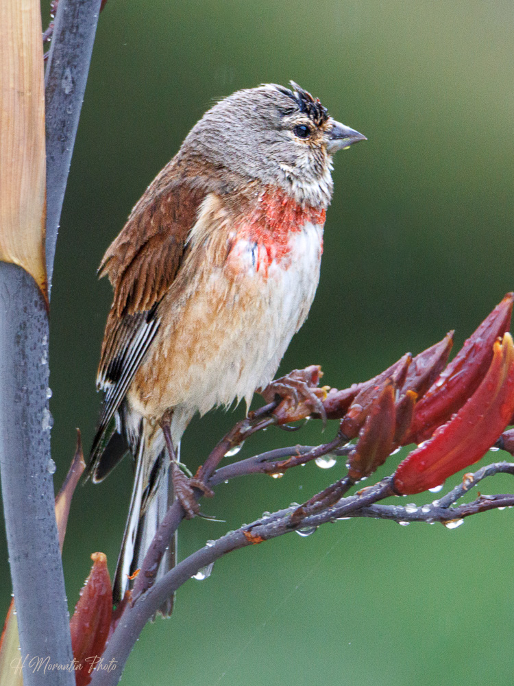 Linotte mélodieuse sous la pluie
