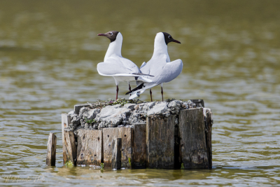 Mouettes rieuses