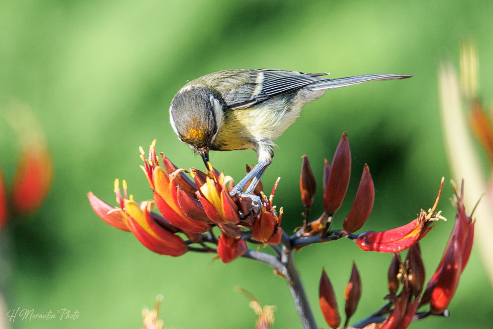 Mésange charbonnière