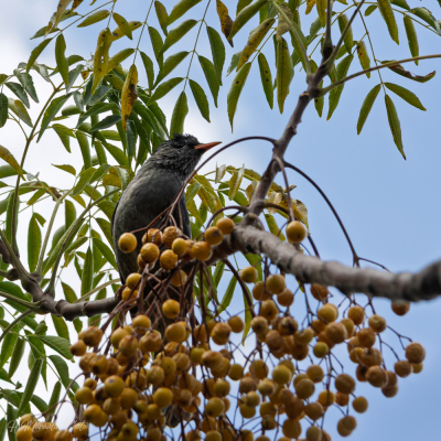Bulbul de Madagascar
