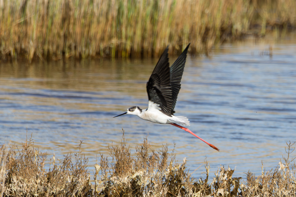Echasse blanche