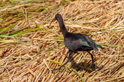 Ibis de Ridgway, Pérou