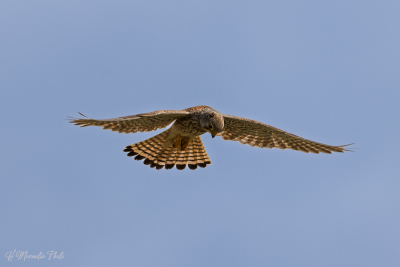 Faucon crécerelle
