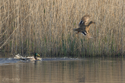 Canards Colvert