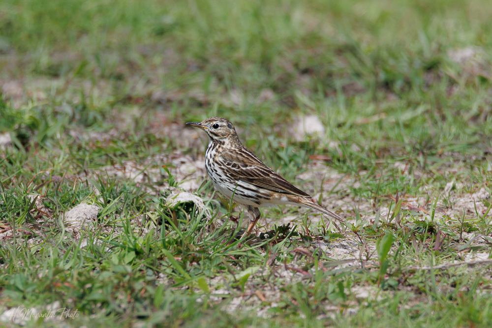 Pipit farlouze