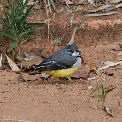 Bergeronnette de Madagascar