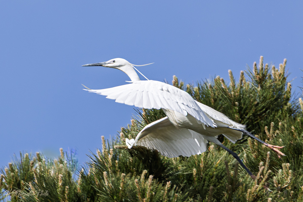 Aigrette garzette