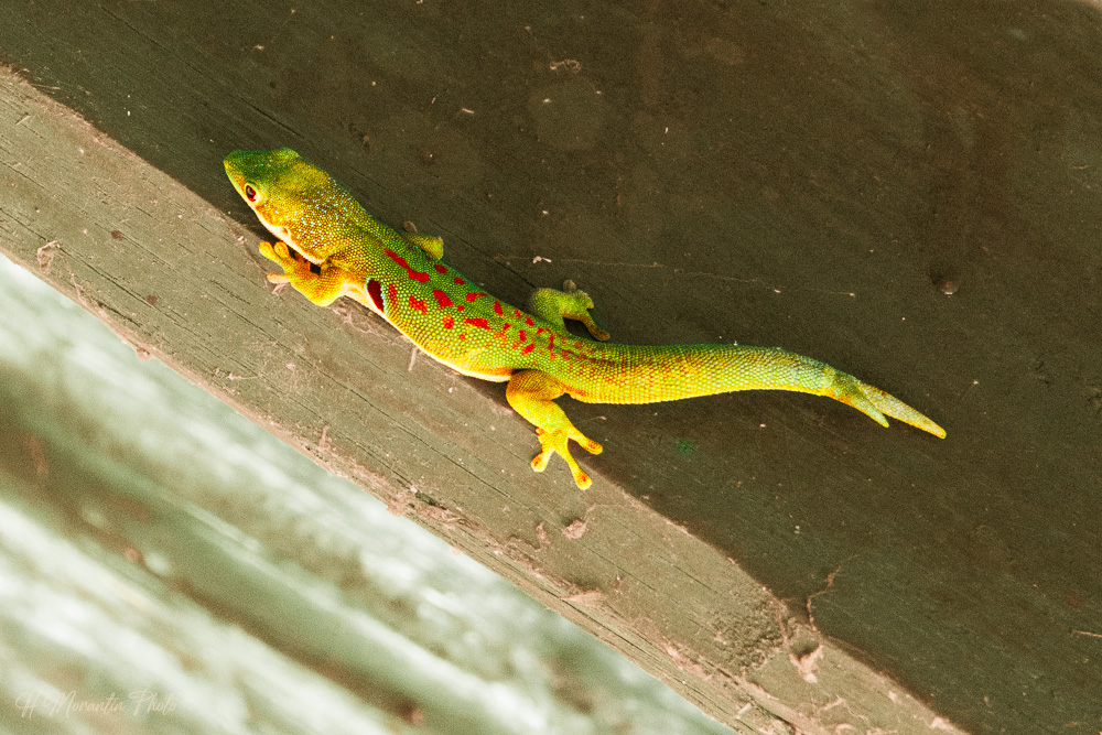 Gecko géant de Madagascar