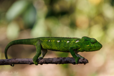 Caméléon, Madagascar