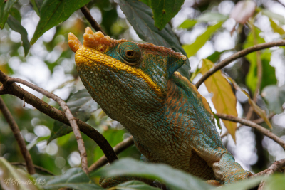 Caméléon de Parson, Madagascar