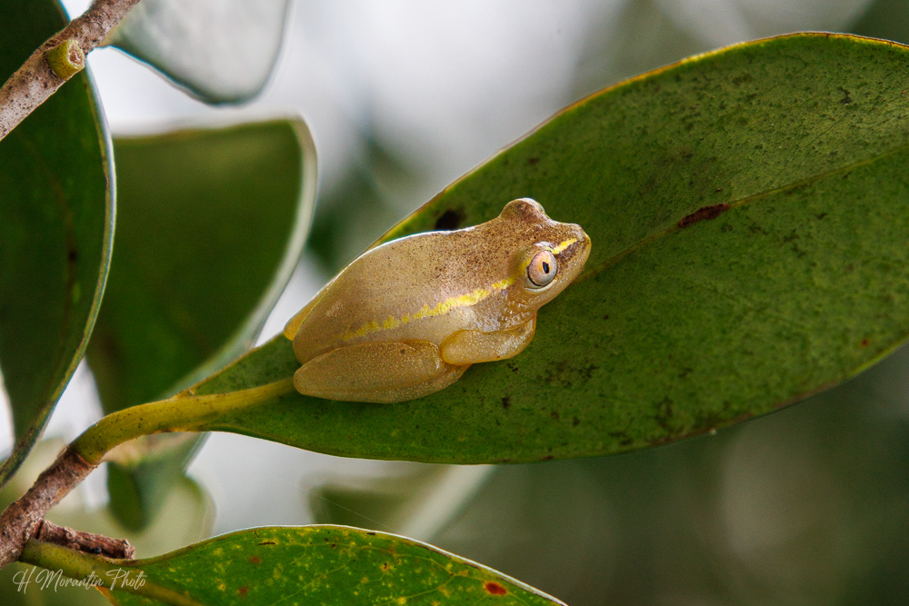 Grenouille arboricole, Madagascar