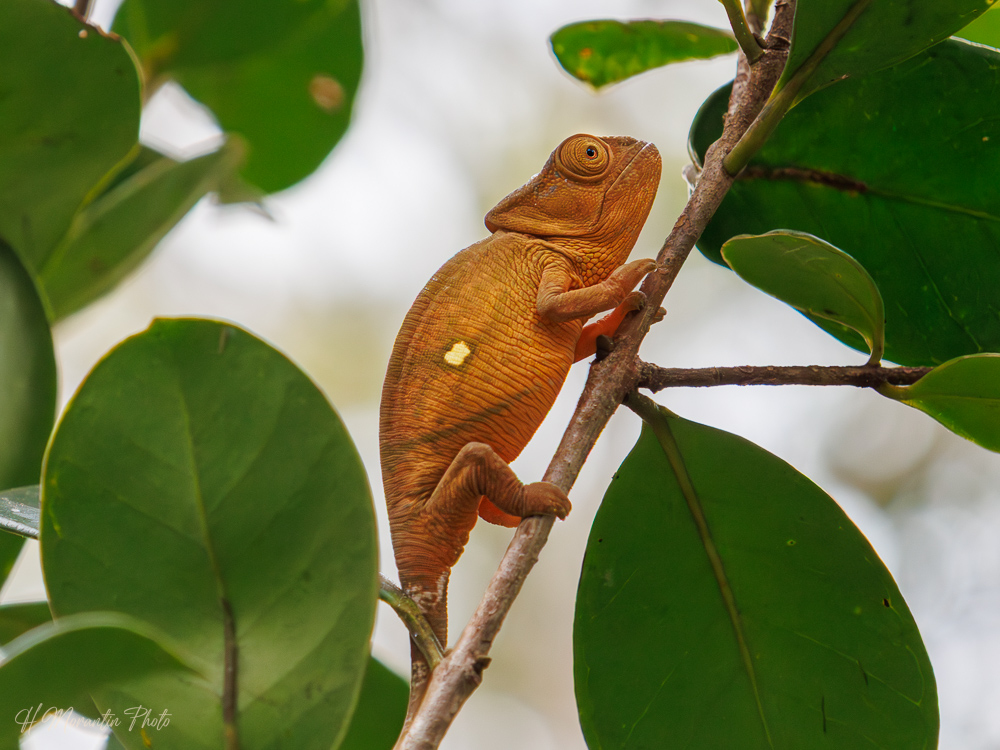 Caméléon, Madagascar