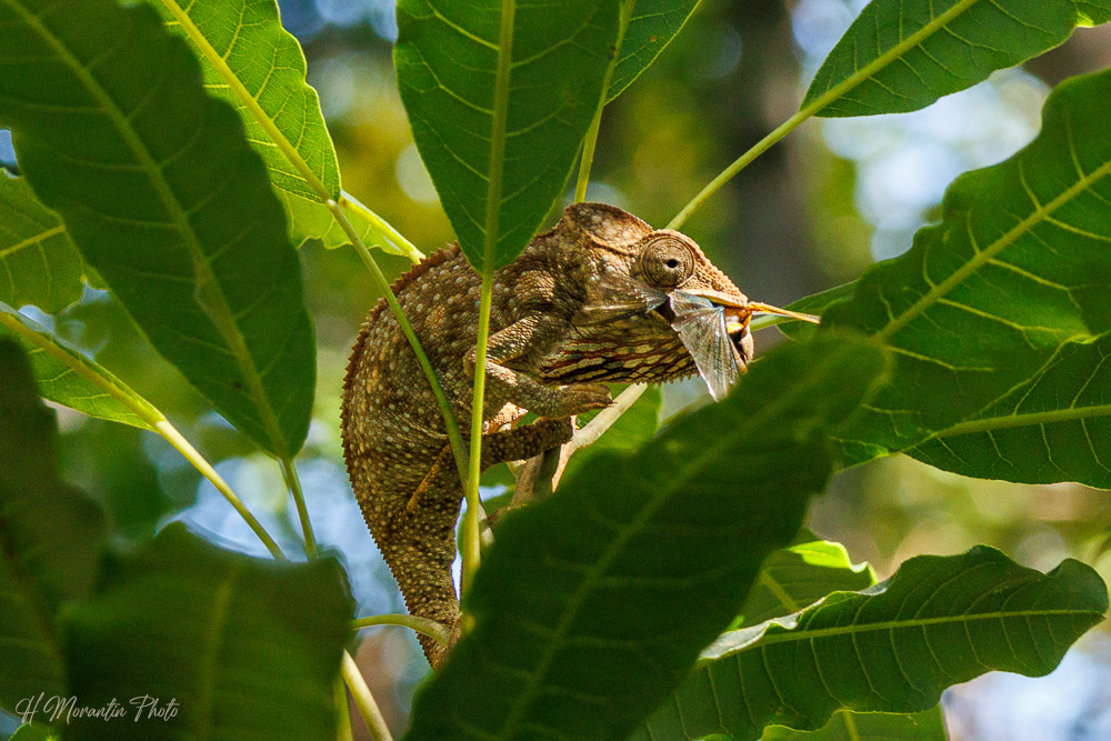 Caméléon, réserve d'Anja, Madagascar