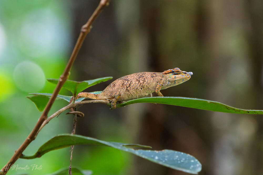 Caméléon, Madagascar