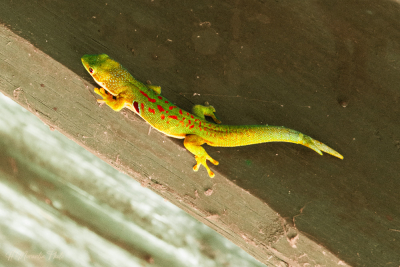 Gecko géant de Madagascar
