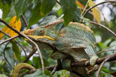 Camméléon de Parson, Madagascar
