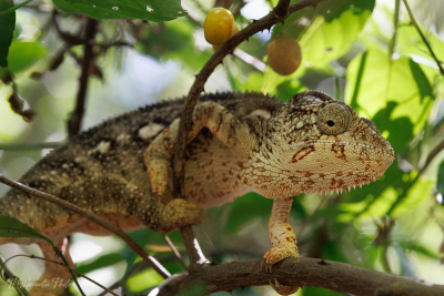 Caméléon, Madagascar