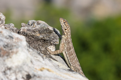 Animaux