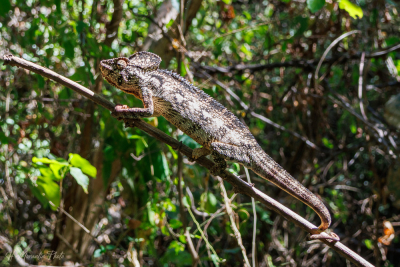 Caméléon verruqueux, Madagascar