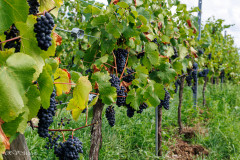 Vigne près du chateau du Haut Koenigsbourg, Orschwiller