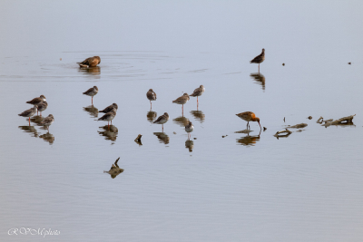 Réserve ornithologique du Teich, Bassin d'Arcachon