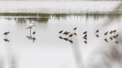 Spatule blanche, réserve ornithologique du Teich, Bassin d'Arcachon