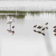Spatule blanche, réserve ornithologique du Teich, Bassin d'Arcachon