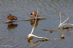 Colvert, réserve ornithologique du Teich, Bassin d'Arcachon