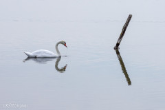 Cygne, réserve ornithologique du Teich, Bassin d'Arcachon