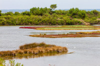 Réserve ornithologique du Teich, Bassin d'Arcachon