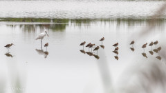 Spatule blanche, réserve ornithologique du Teich, Bassin d'Arcachon