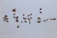 Réserve ornithologique du Teich, Bassin d'Arcachon