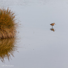 Réserve ornithologique du Teich, Bassin d'Arcachon