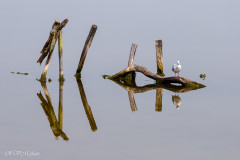 Reflets, réserve ornithologique du Teich, Bassin d'Arcachon